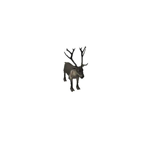 Reindeer_IP_FV_LP (1)